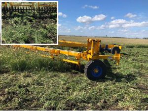 Feathertop Rhodes Grass (FTR)